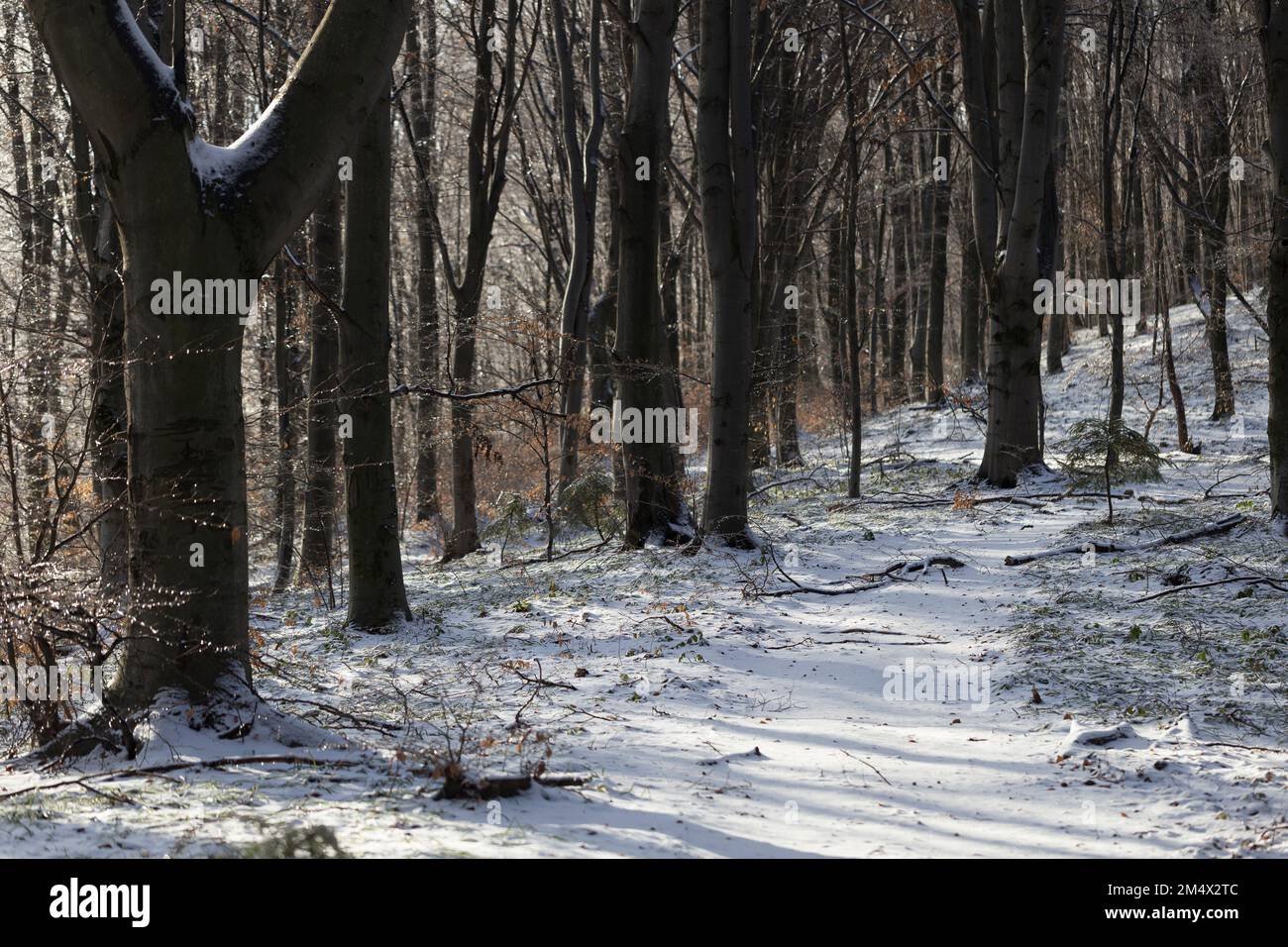 Forêt de hêtres en hiver lors d'une belle journée glaciale. Une forêt unique de feuillus d'hiver - image pour le papier peint. Banque D'Images