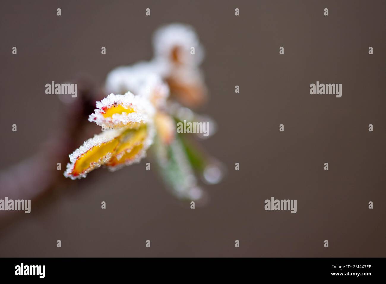 Macro-apport d'une fleur, bourgeon d'un arbre recouvert de glace . Photo de haute qualité Banque D'Images