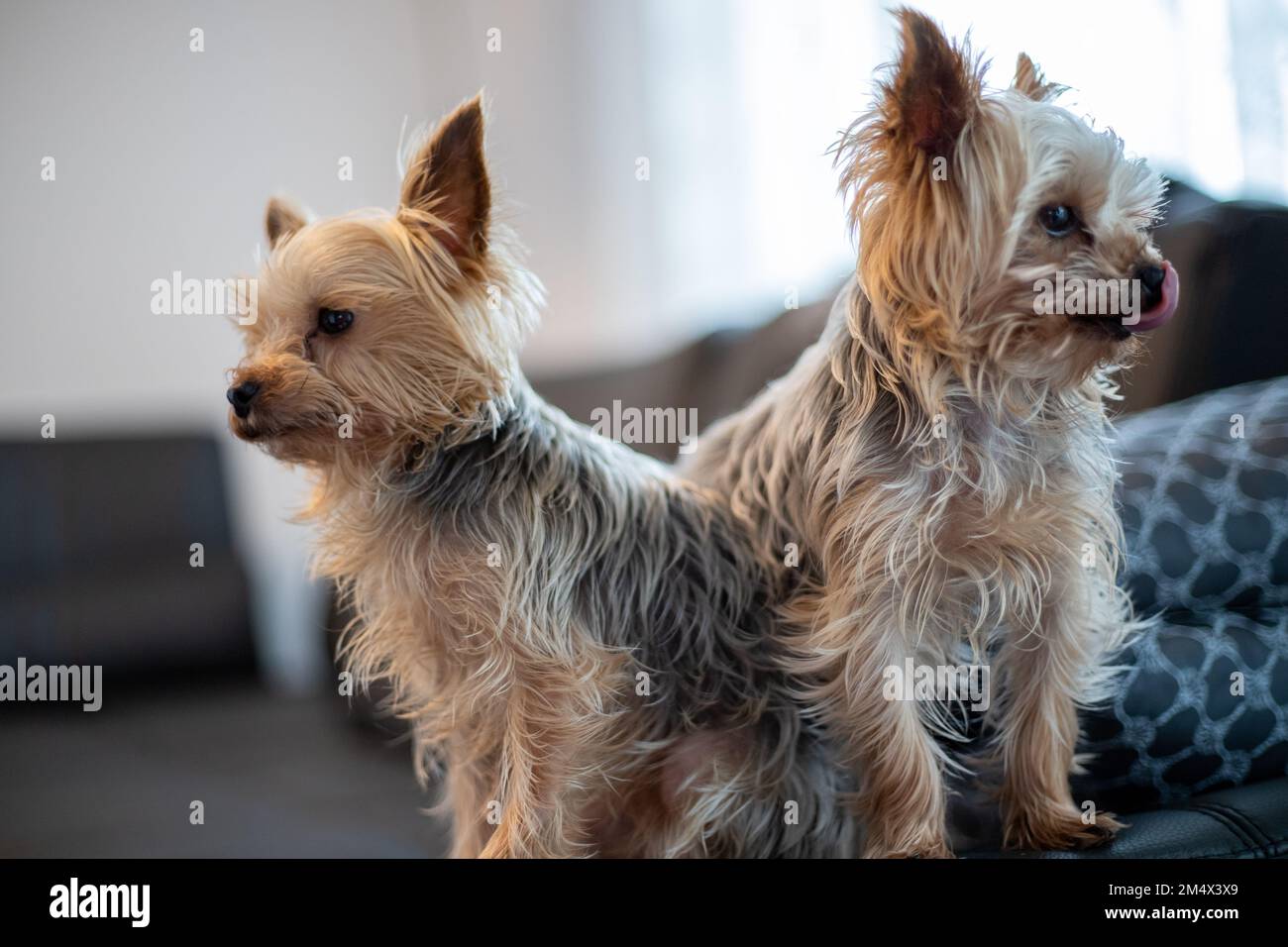 Deux petits chiens Yorkshir Terrier font partie du support de table. Photo de haute qualité Banque D'Images