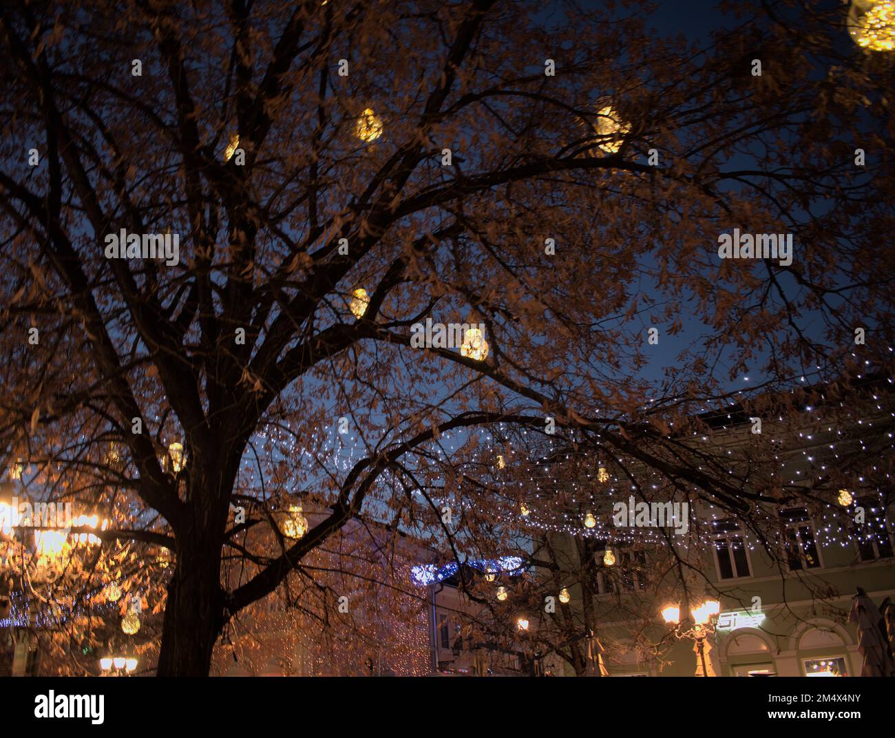 Novi Sad décoration d'hiver dans la rue de Zž Jova Banque D'Images