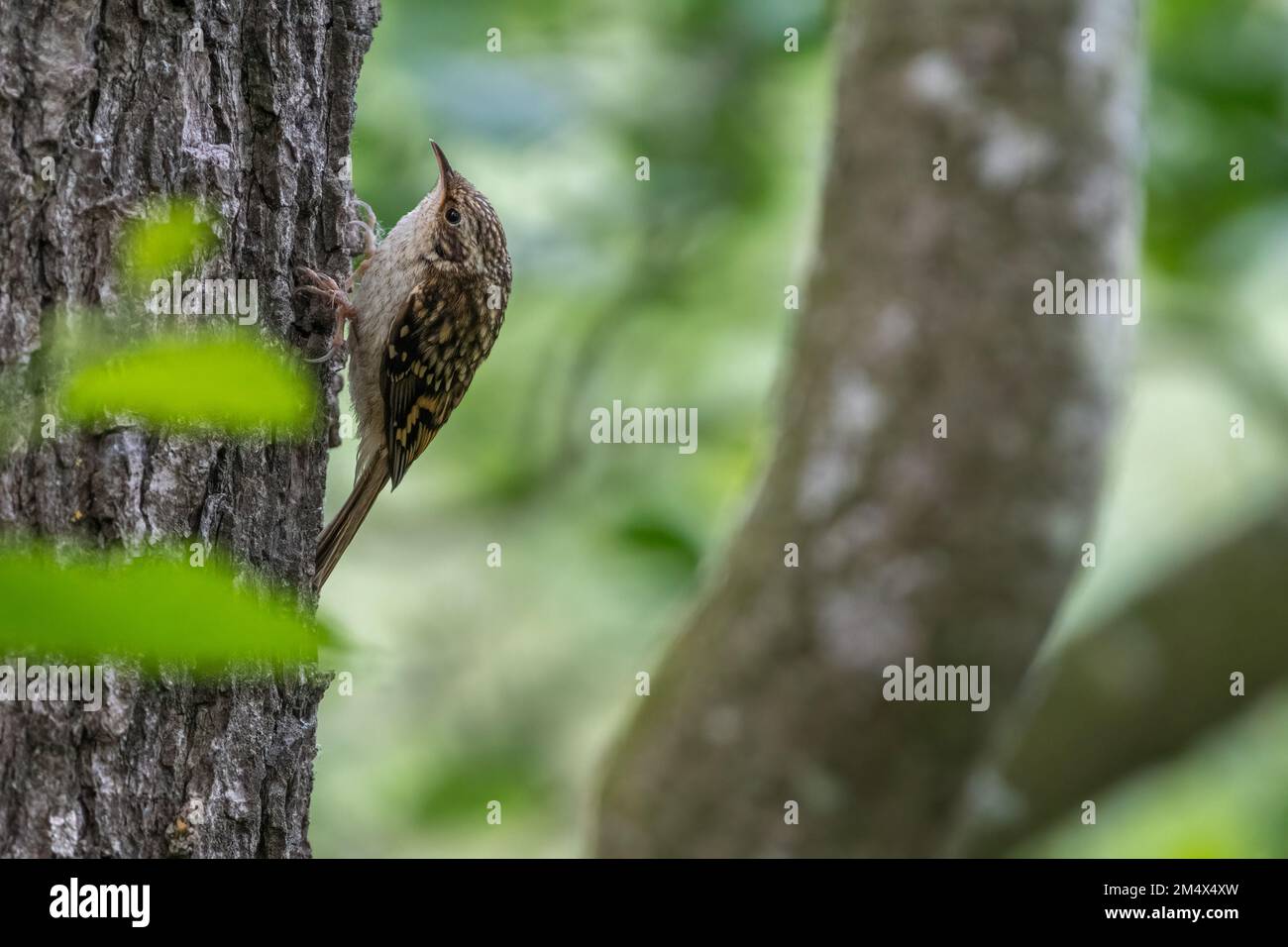 Treecreeper eurasien ou treecreeper commun (Certhia familiaris). Oiseau de bois britannique. Banque D'Images