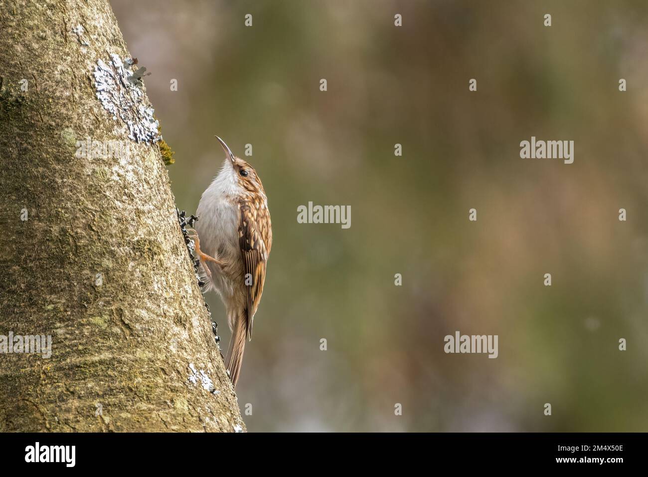 Treecreeper eurasien ou treecreeper commun (Certhia familiaris). Oiseau de bois britannique. Banque D'Images