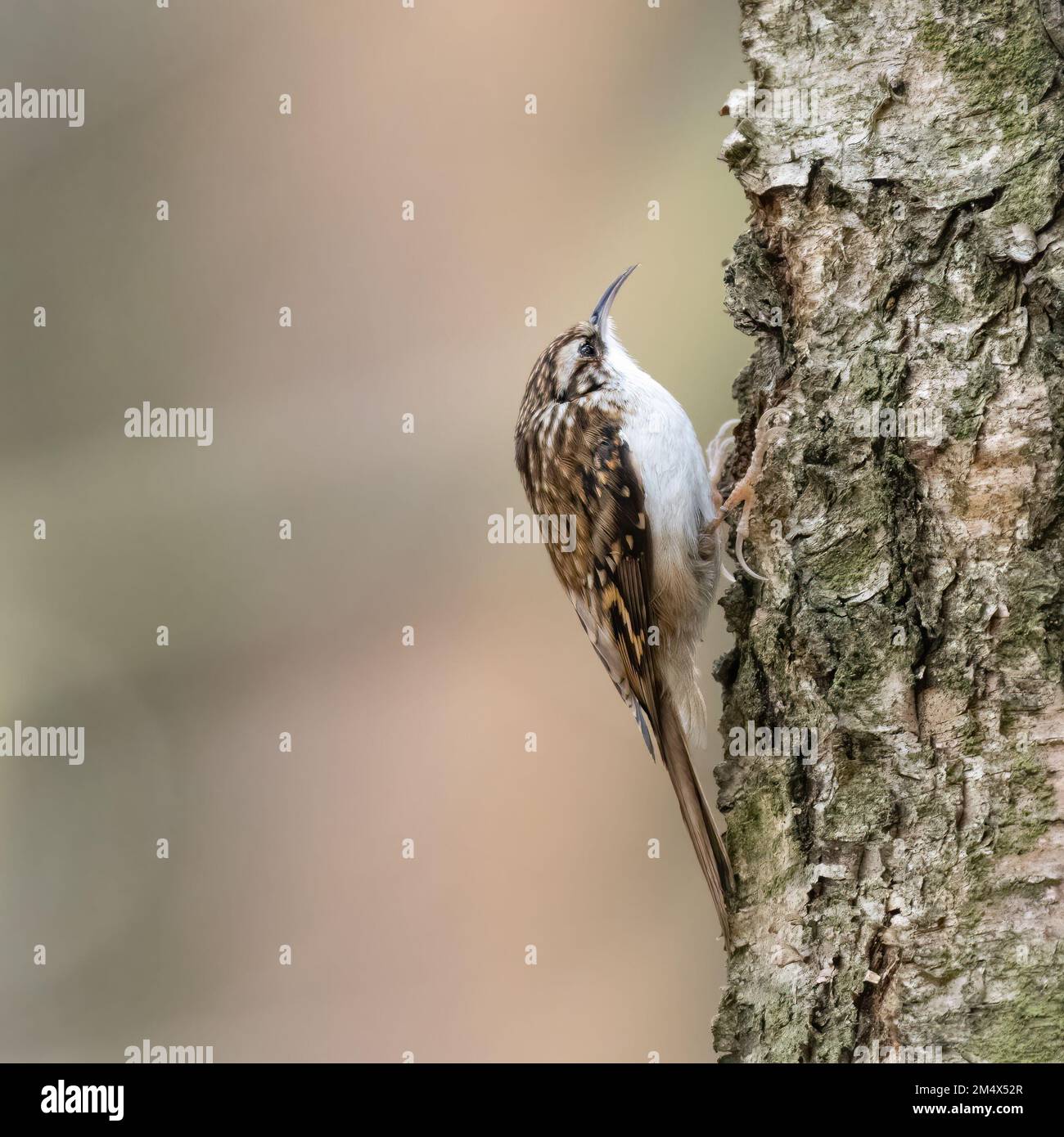 Treecreeper eurasien ou treecreeper commun (Certhia familiaris). Oiseau de bois britannique. Banque D'Images