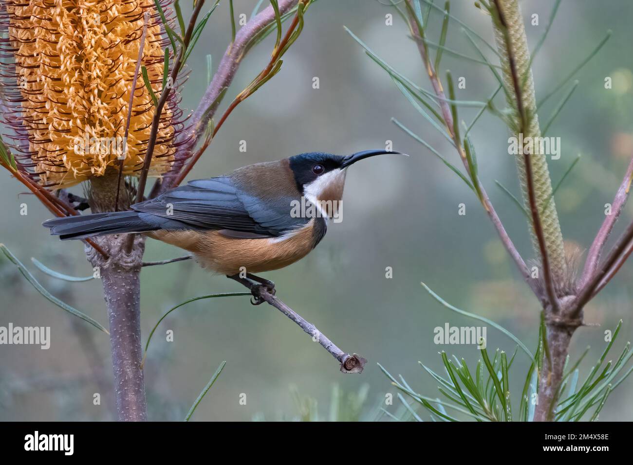 Bec de l'est (Acanthorhynchus tenuirostris) perché à côté d'une fleur de banksia, Nouvelle-Galles du Sud, Australie. Bel oiseau dans la famille honeyeater. Banque D'Images