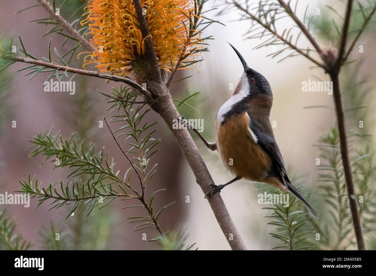 Le bec-de-l'est (Acanthorhynchus tenuirostris) se nourrissant d'une plante de banksia, Sydney, Australie Banque D'Images