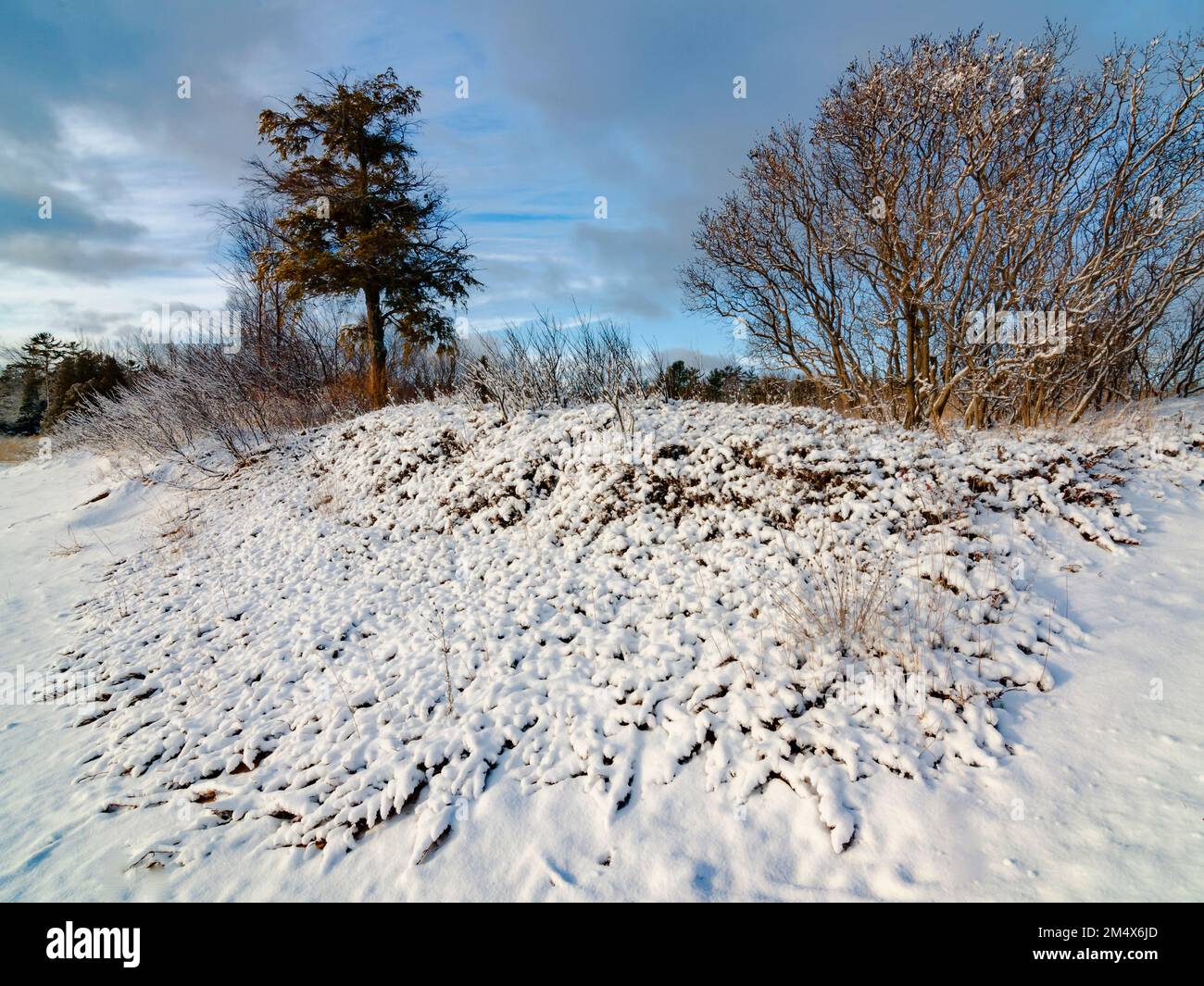 Un nouveau revêtement de neige a transformé un genièvre, des arbustes et un cèdre en textures de neige sur la plage de Newport Bay, Newport State Park, Door County, Wisconsin Banque D'Images