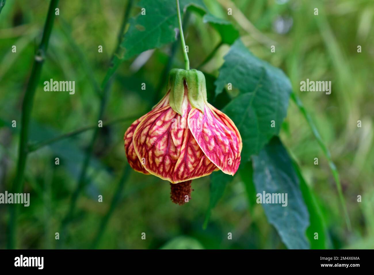 Fleur de lanterne chinoise Banque de photographies et d'images à haute  résolution - Alamy