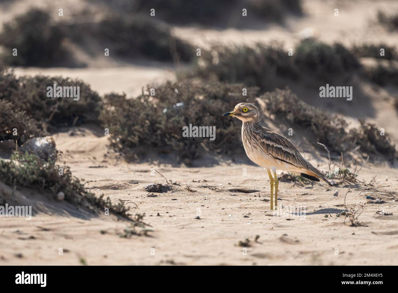 Cuirassé de pierre eurasien, genou épais eurasien, Burhinus oedicnemus. Parc national de Souss Massa, Maroc Banque D'Images