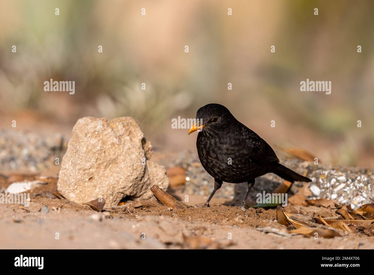 Le commun blackbird, Turdus merula, hivernant au Maroc. Banque D'Images