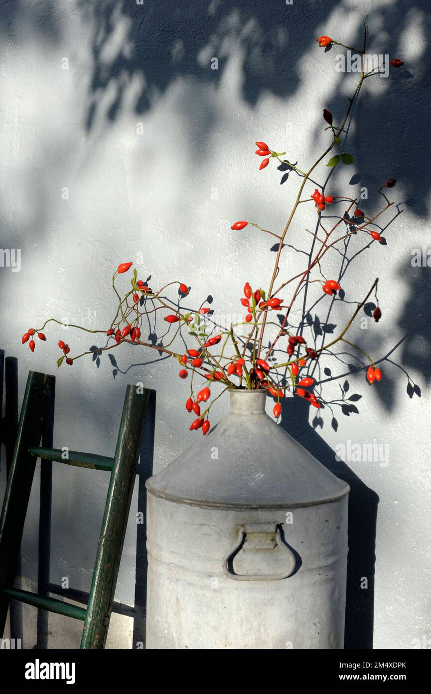 Branches roses dans un pot à lait en métal Banque D'Images