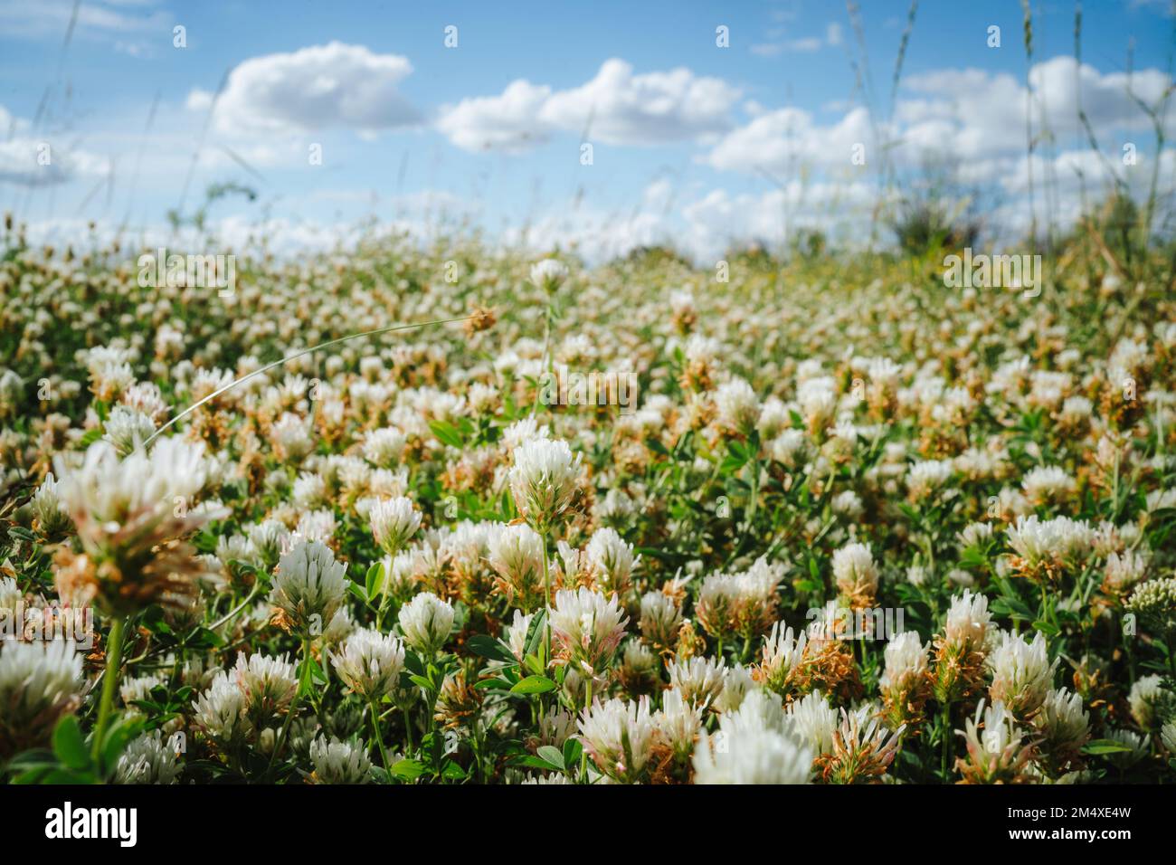 Fleurs de trèfle non cultivées soufflant à la prairie Banque D'Images