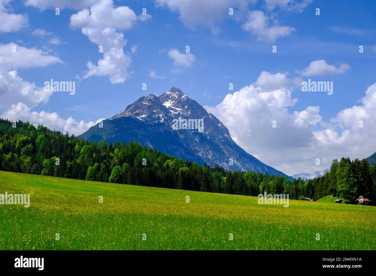 Autriche, Tyrol, Namlos, prairie alpine verte en été Banque D'Images