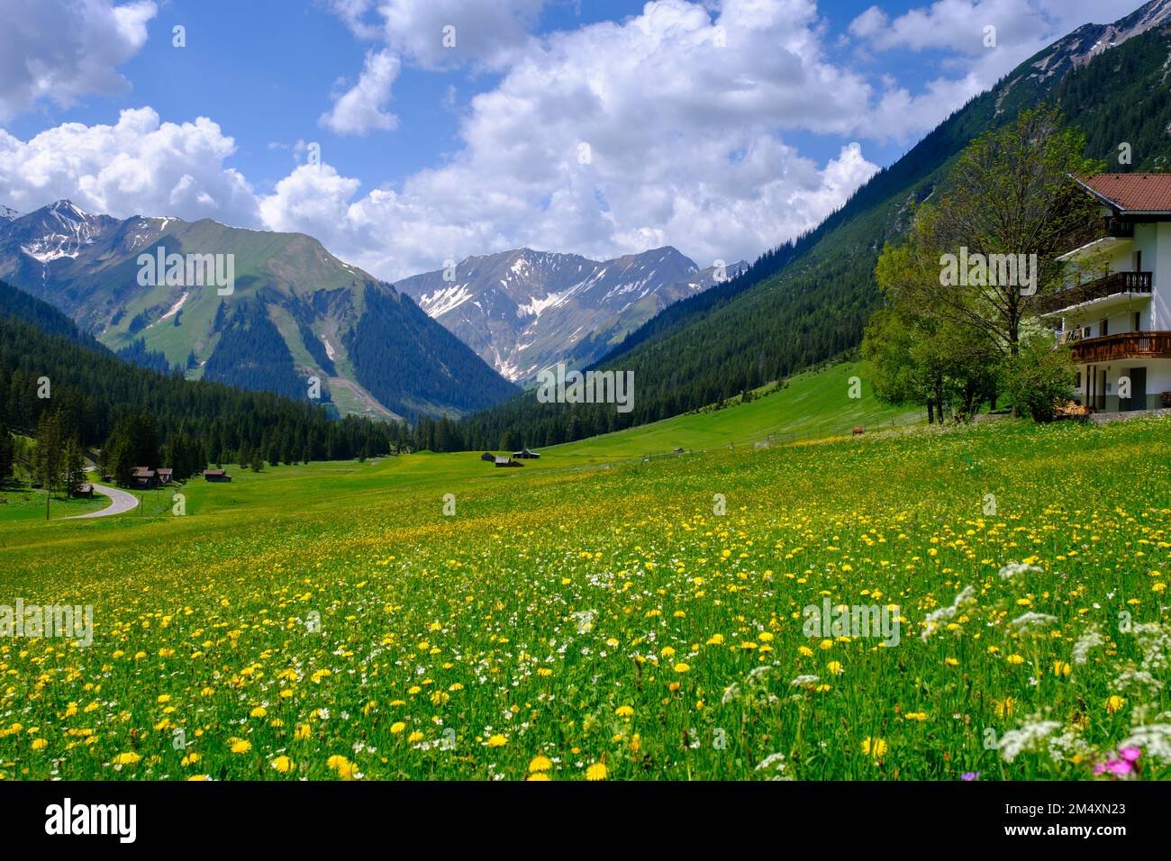 Autriche, Tyrol, Namlos, prairie alpine en été Banque D'Images