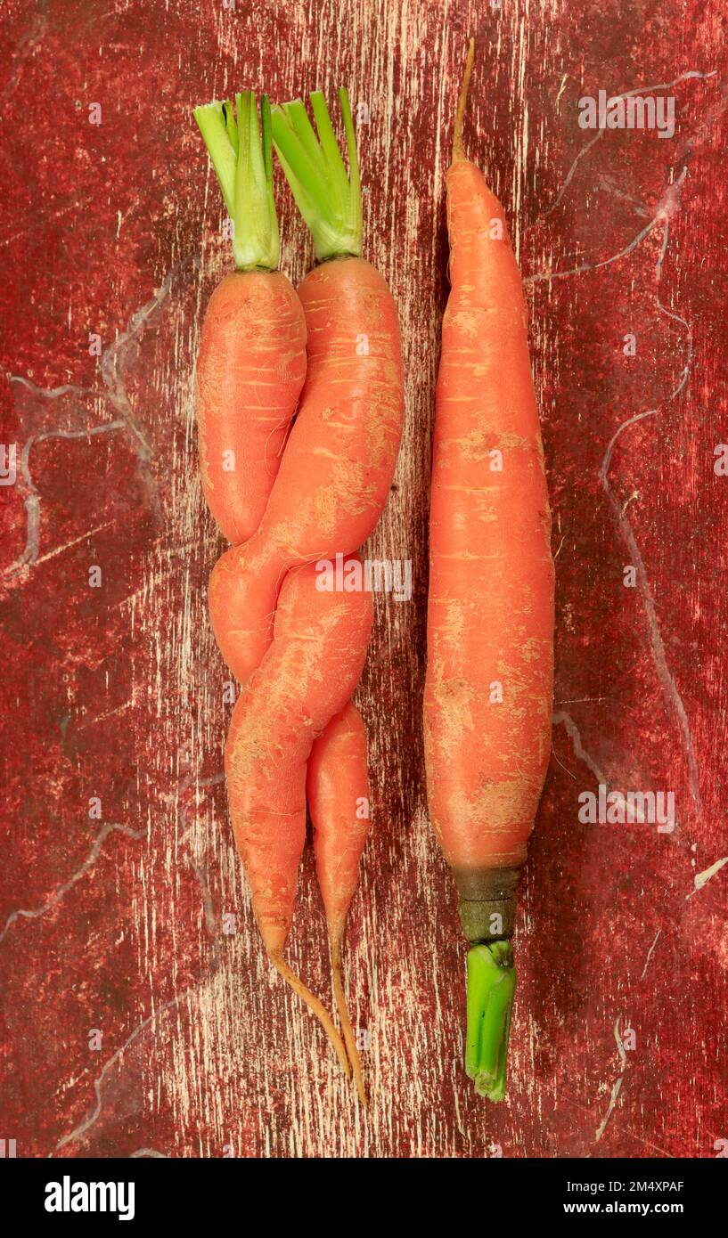 Paire de carottes entrelacées et une seule Banque D'Images
