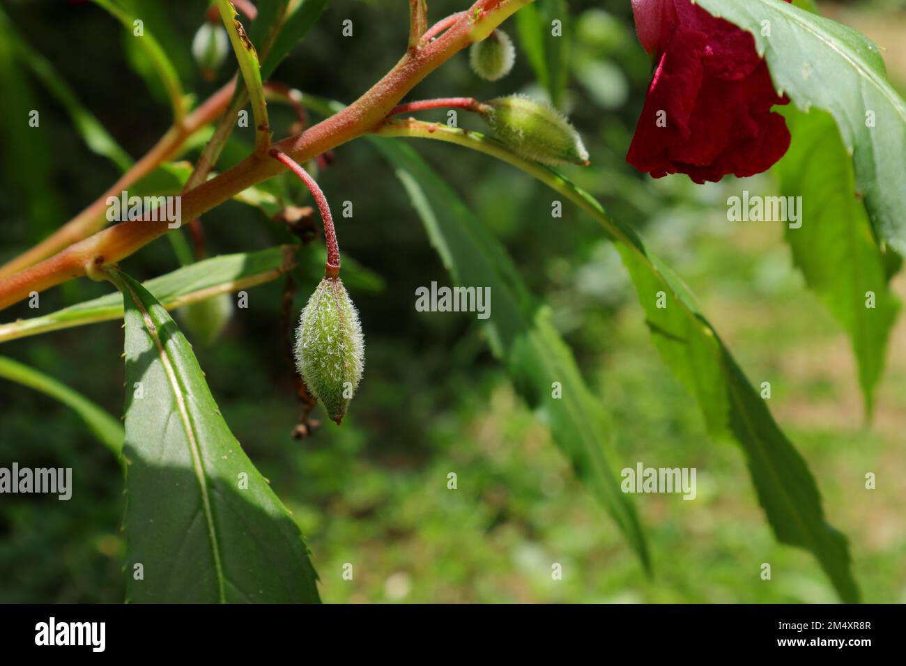 Une capsule de graines mûrissant d'une verité rouge de plante de baume de jardin (Impatiens Balsamina). Cette plante est également connue sous le nom de Rose balsam et Kudalu Banque D'Images
