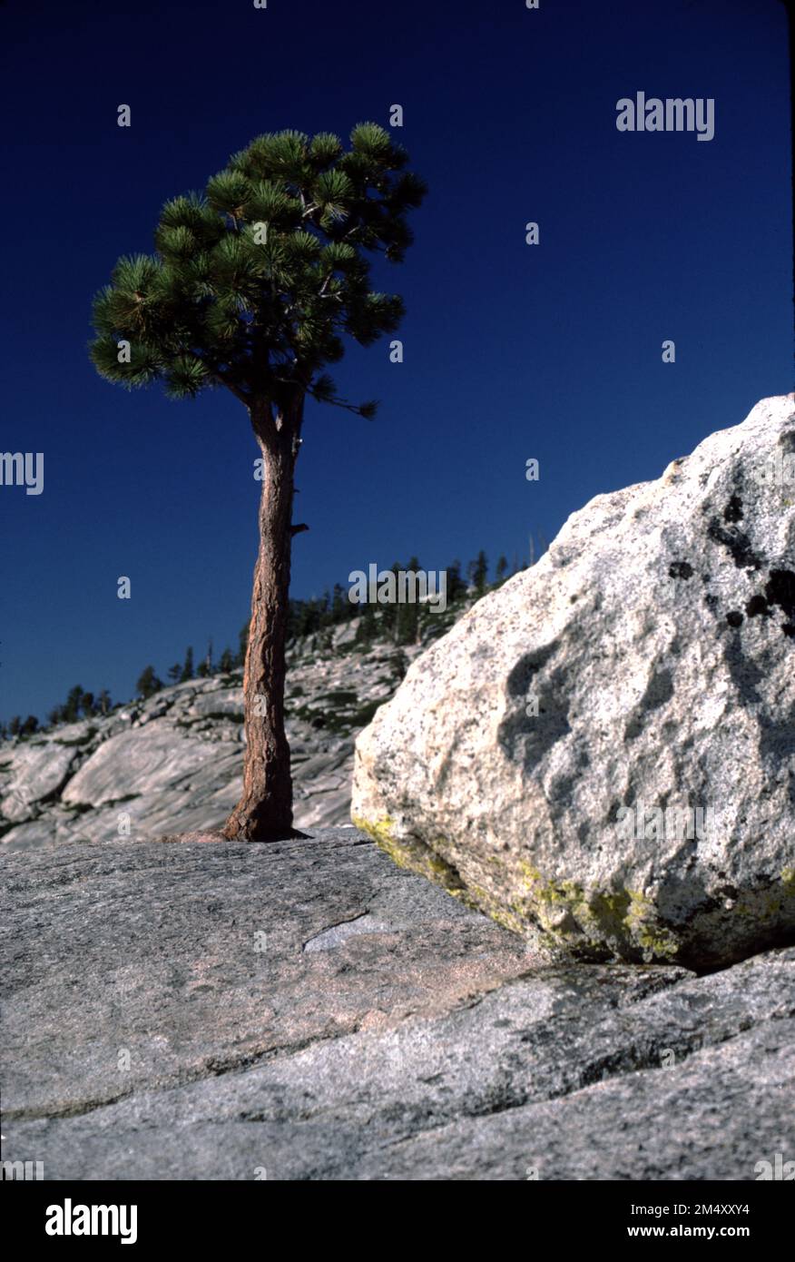 Parc national de Yosemite. CA ETATS-UNIS. Tioga Pass est un col de montagne situé dans la chaîne de montagnes de la Sierra Nevada en Californie. La State route 120 s'y traverse et sert de point d'entrée est pour le parc national de Yosemite, à la station d'entrée Tioga Pass. Il s'agit de la passe d'autoroute la plus haute en Californie et dans la Sierra Nevada à une altitude de 3 031 m (9 945 pi). Mount Dana est à l'est du col, et Gaylor Peak à l'ouest. Banque D'Images