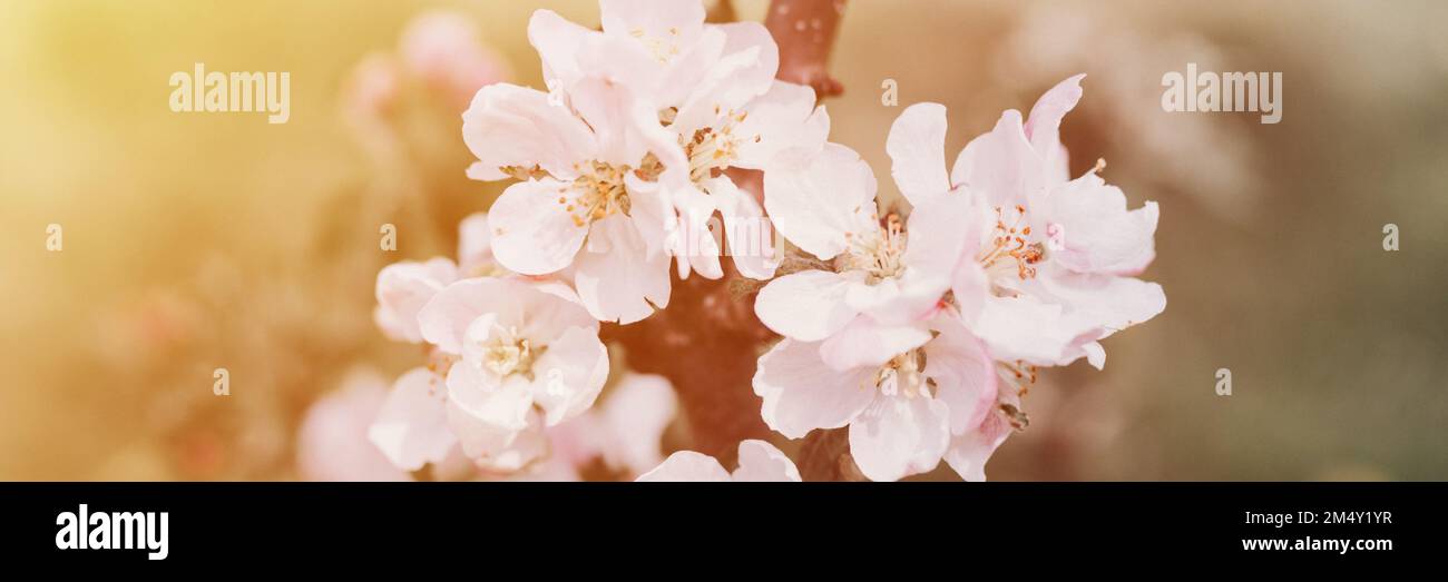 fleurs et pétales d'arbre de pomme de couleur pastel rose blanc en pleine fleur sur branche dans le jardin. homestead dans village de campagne. horticulture, homesteadi Banque D'Images