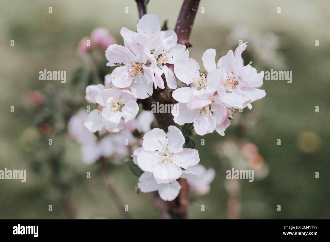 fleurs et pétales de pommier dans des tons pastel rose blanc doux en pleine fleur sur la branche dans le jardin. ferme suburbaine dans village de campagne. horticultu Banque D'Images