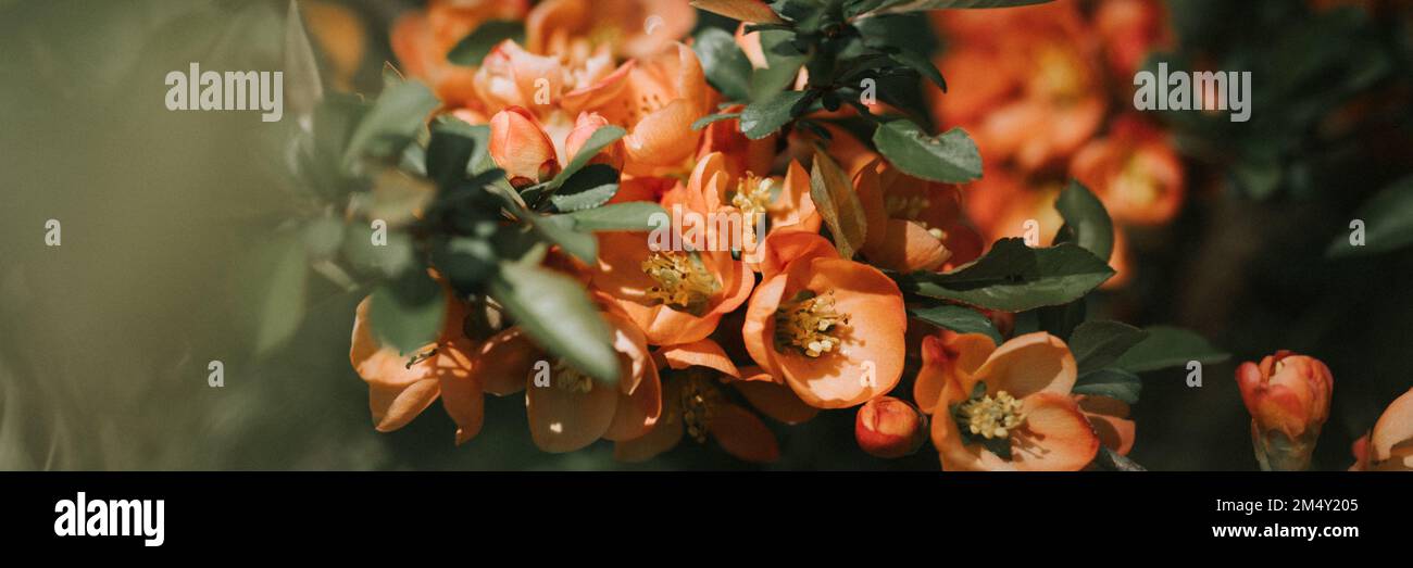 fleurs de coing japonais (chaenomeles). fleurs roses rouge vif en pleine fleur sur le coing dans le jardin. usine de fruits. horticulture et domoterie Banque D'Images
