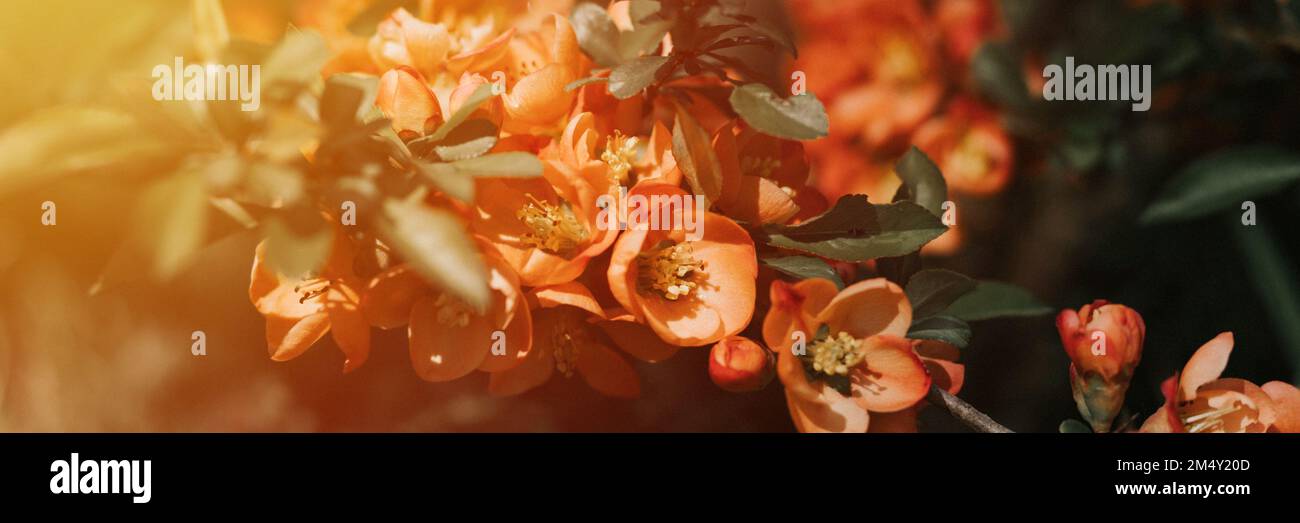 fleurs de coing japonais (chaenomeles). fleurs roses rouge vif en pleine fleur sur le coing dans le jardin. usine de fruits. horticulture et domoterie Banque D'Images