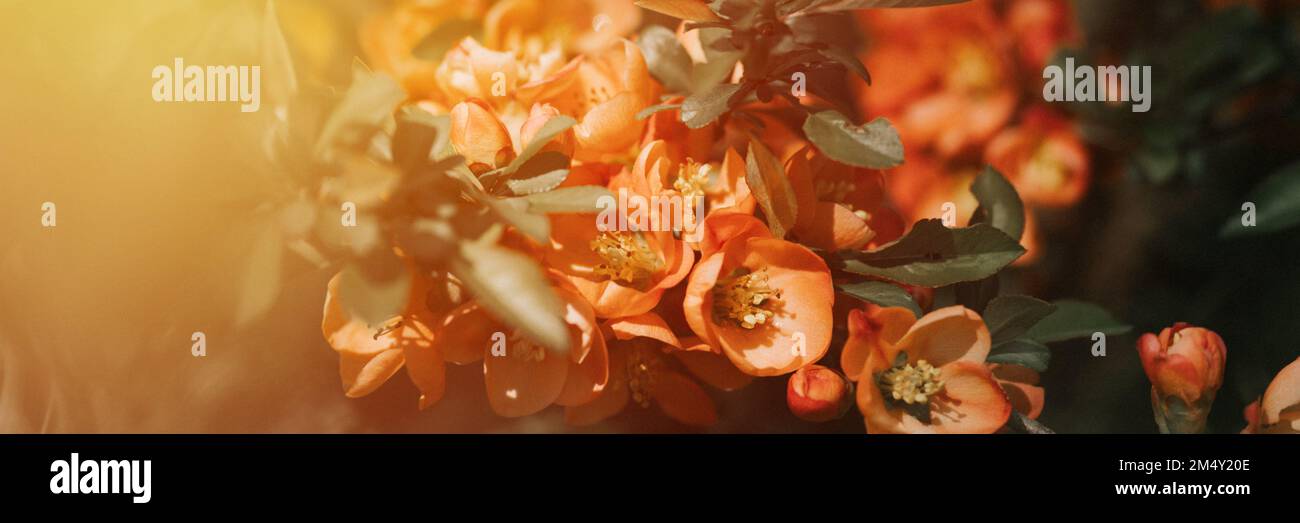 fleurs de coing japonais (chaenomeles). fleurs roses rouge vif en pleine fleur sur le coing dans le jardin. usine de fruits. horticulture et domoterie Banque D'Images