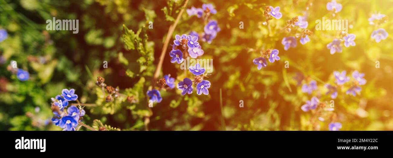 fleurs forget-me-not (myosotis sylvatica). premier bleu vif fleurs sauvages en pleine floraison dans le jardin ou le champ. horticulture sauvage, homesteading. Banque D'Images