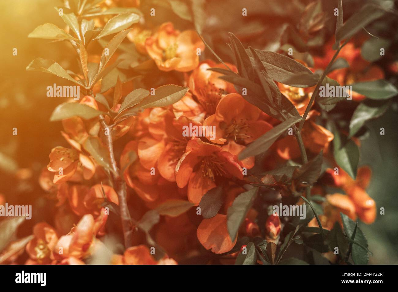 fleurs de coing japonais (chaenomeles). fleurs roses rouges en pleine fleur sur le coing avec des feuilles vertes dans le jardin. usine de fruits. horticulture et h Banque D'Images