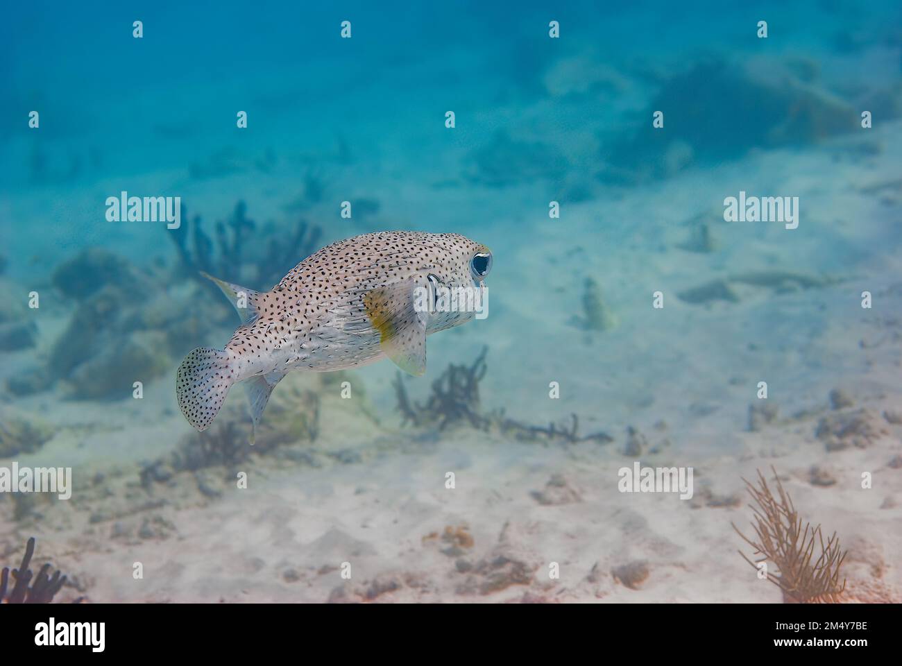 Porcupinefish diodon hystrix un nageant épineux loin de la scène Banque D'Images