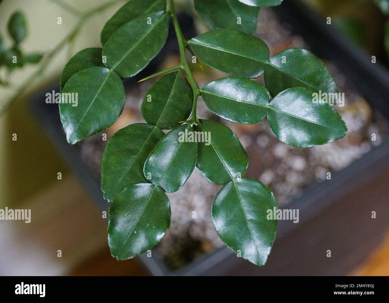Gros plan sur les feuilles brillantes de chaux Kaffir, une plante tropicale Banque D'Images