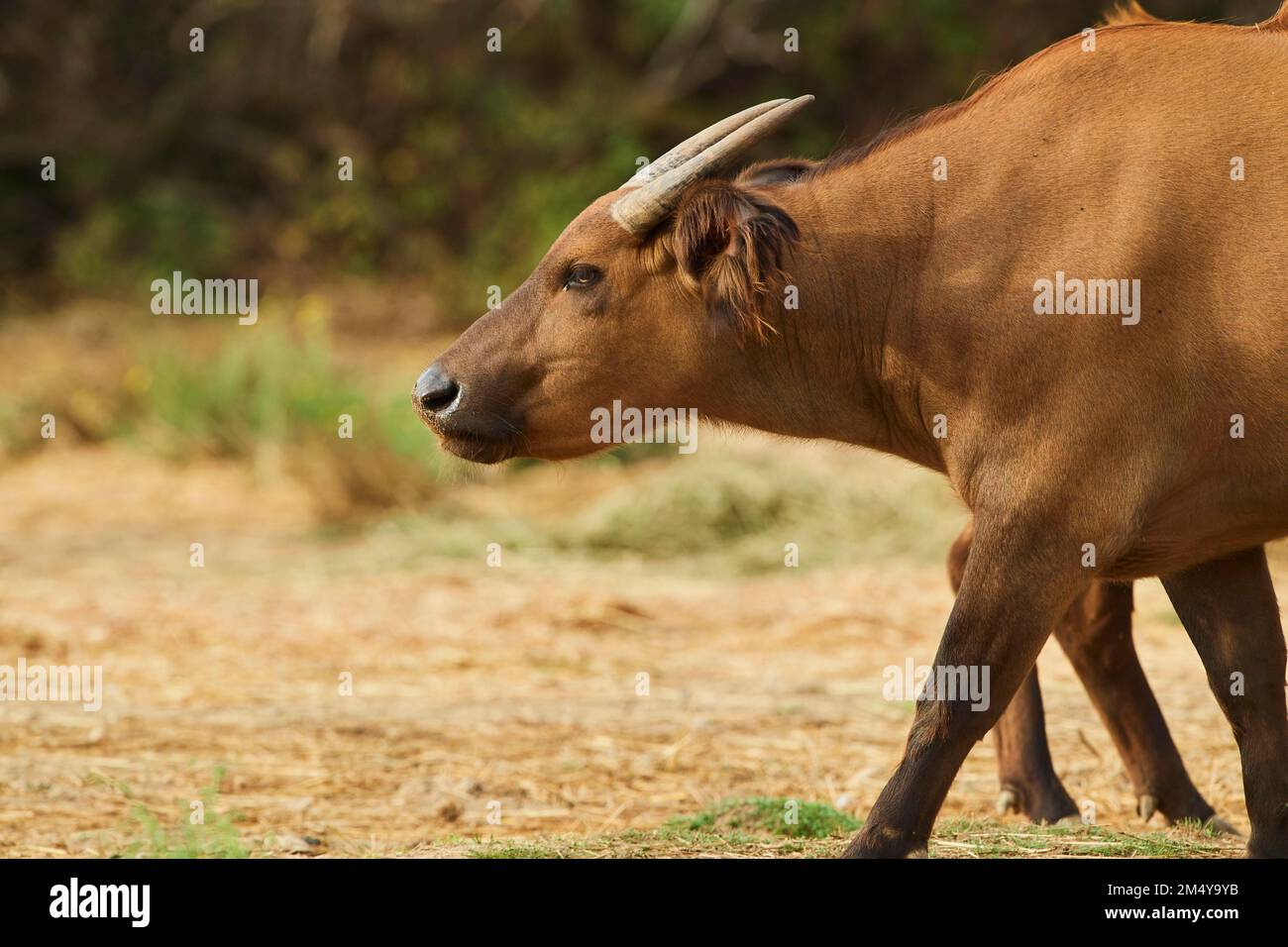 Portrait d'un buffle forestier (Syncerus caffer nanus) dans le dessert, captif, distribution Afrique Banque D'Images