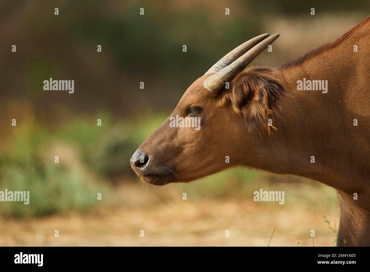 Portrait d'un buffle forestier (Syncerus caffer nanus) dans le dessert, captif, distribution Afrique Banque D'Images
