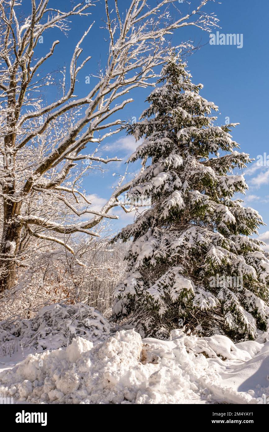 Pin d'hiver recouvert de neige Banque D'Images