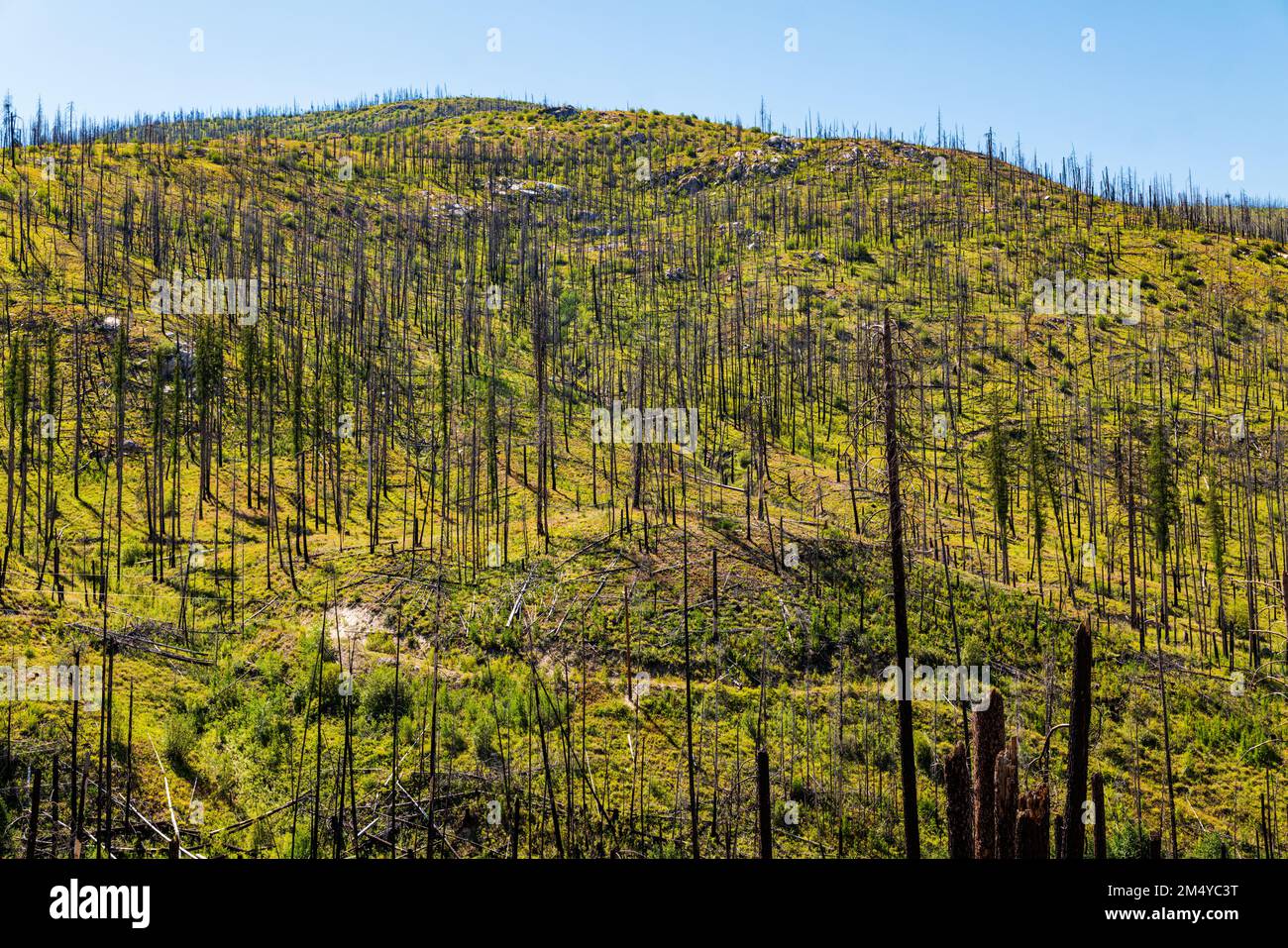 Arbres morts ; régénération d'arbres et de plantes qui ont brûlé dans un feu de forêt ; État du centre de Washington ; États-Unis Banque D'Images