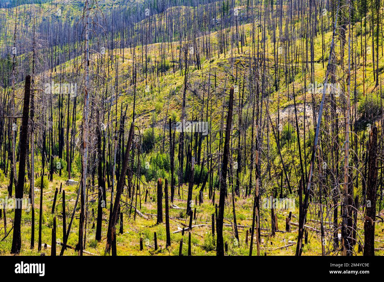 Arbres morts ; régénération d'arbres et de plantes qui ont brûlé dans un feu de forêt ; État du centre de Washington ; États-Unis Banque D'Images