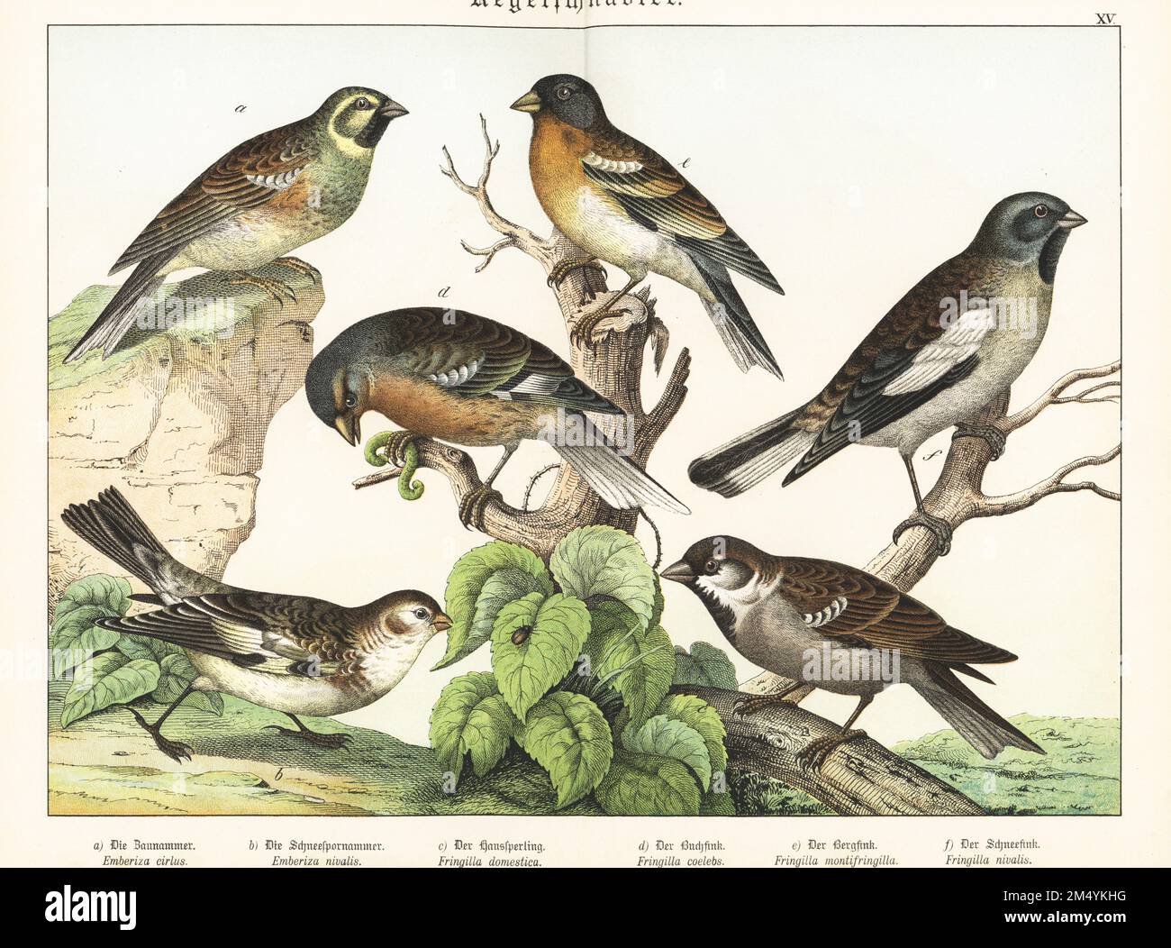Cirage CIRL, Emberiza cirlus a, déneigement, Plectrophenax nivalis b, moineau de maison, Passer domesticus c, chaffinch, Fringilla coelebs, brambling, Fringilla montifringilla, Chromolithographe de Gotthilf Heinrich von Schubert (Naturgeschichte des Tierreichs), Schreiber, Munich, 1886. Banque D'Images