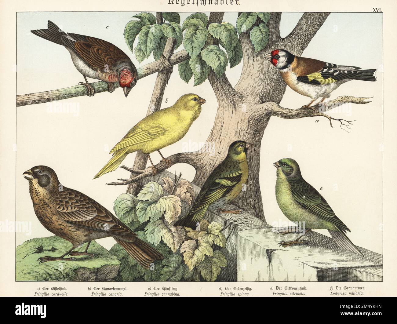 Goldfinch, Carduelis carduelis a, canary atlantique, Serinus canaria b, Common linnet, Linaria cannabina c, siskin eurasien, Spinus spinus d, citril finch, Carduelis citrinella e, Et le groupage de maïs, Emberiza calandra F. Chromolithograph, de Gotthilf Heinrich von Schubert, Histoire naturelle des royaumes animaux (Naturgeschichte des Tierreichs), Schreiber, Munich, 1886. Banque D'Images