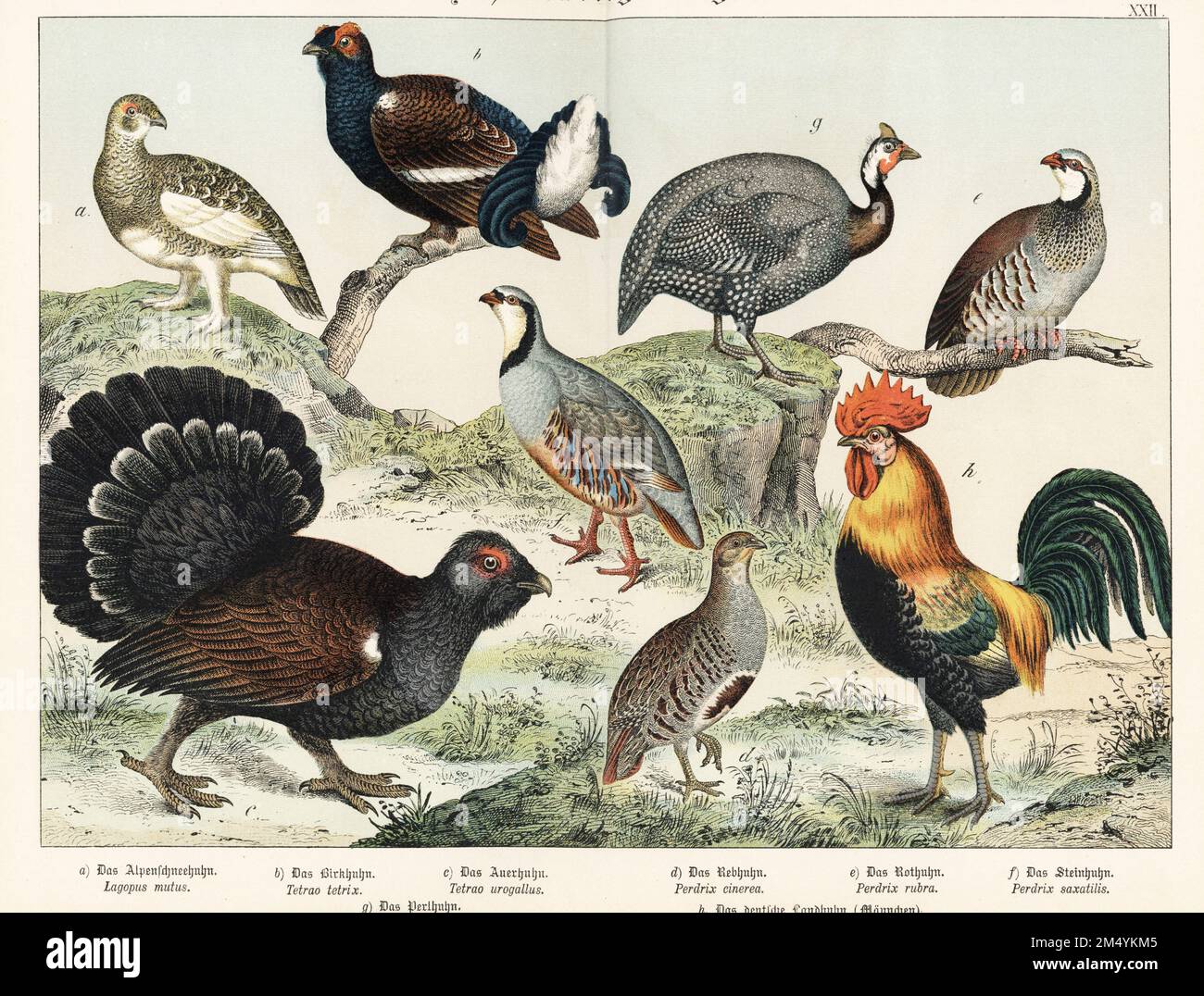Lagopède de roche, Lagopus muta a, tétras noirs, Lyrurus tetrix b, capercaillie occidentale, Tetrao urogallus c, perdix perdix d, perdrix à pattes rouges, Alectoris rufa e, Perdrix de roche, Alectoris graeca f, helguineafowl, Numida meleagris g, et poulet ou coq, Gallus domesticus h. Chromolithographe de Gotthilf Heinrich von Schubert, Histoire naturelle des royaumes animaux (Naturgeschichte des Tierreichs), Schreiber, Munich, 1886. Banque D'Images