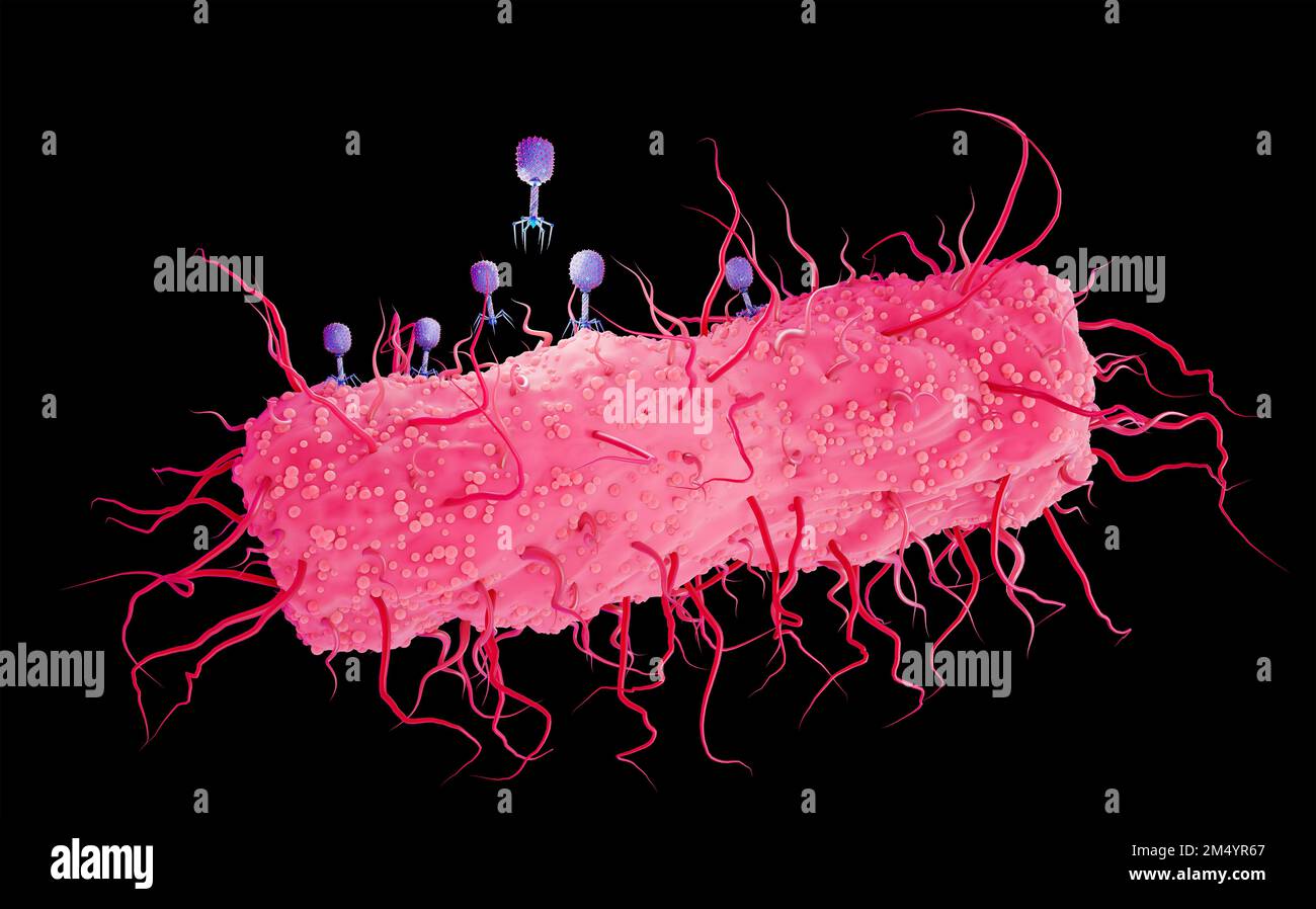 T4 bactériophages infectant la bactérie E. coli, illustration. Les phages sont des virus qui infectent et se répliquent à l'intérieur des bactéries. Banque D'Images