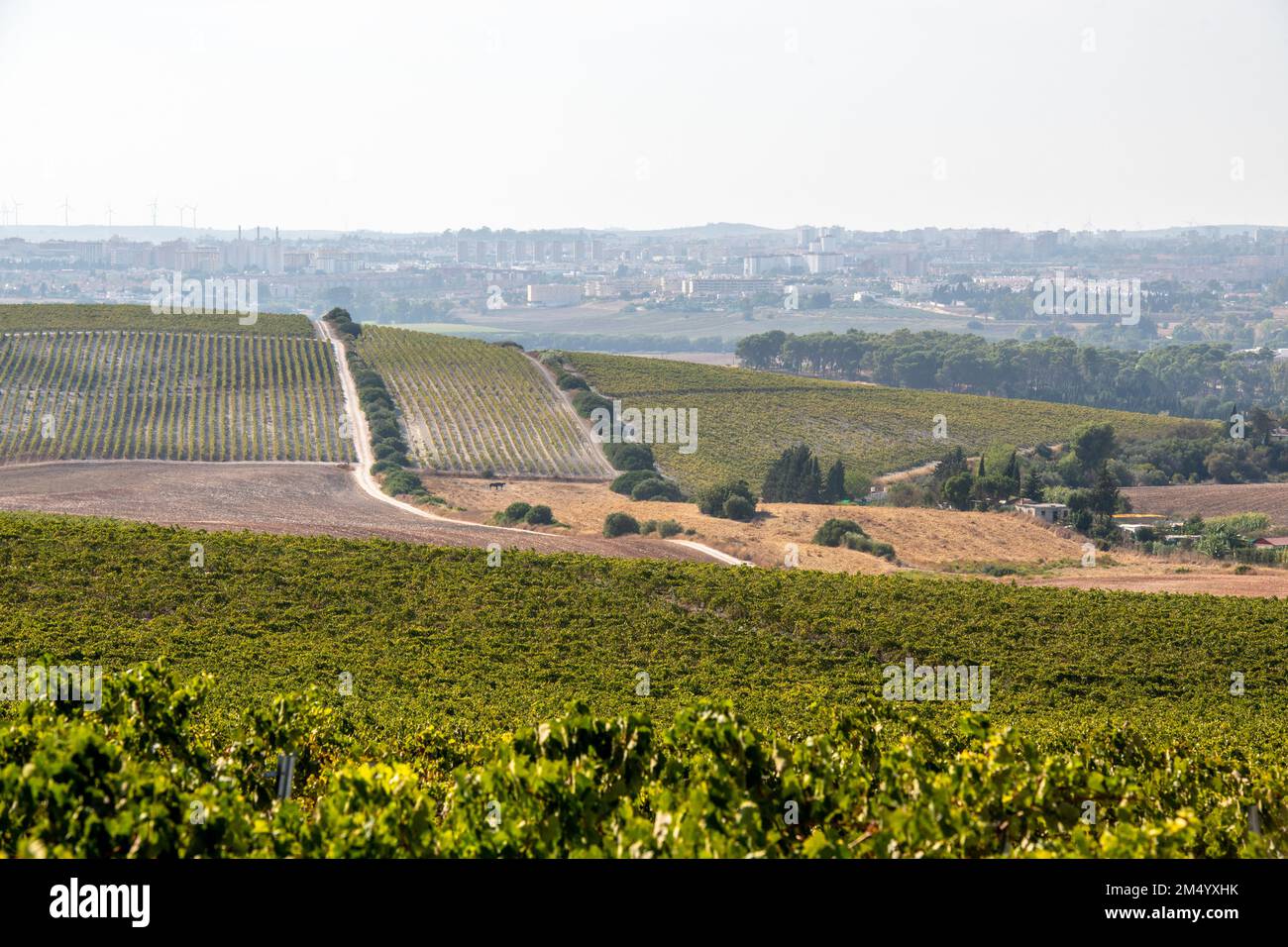 Champs de vignes vallonnés pour le sherry, Jerez de la Frontera, Espagne Banque D'Images