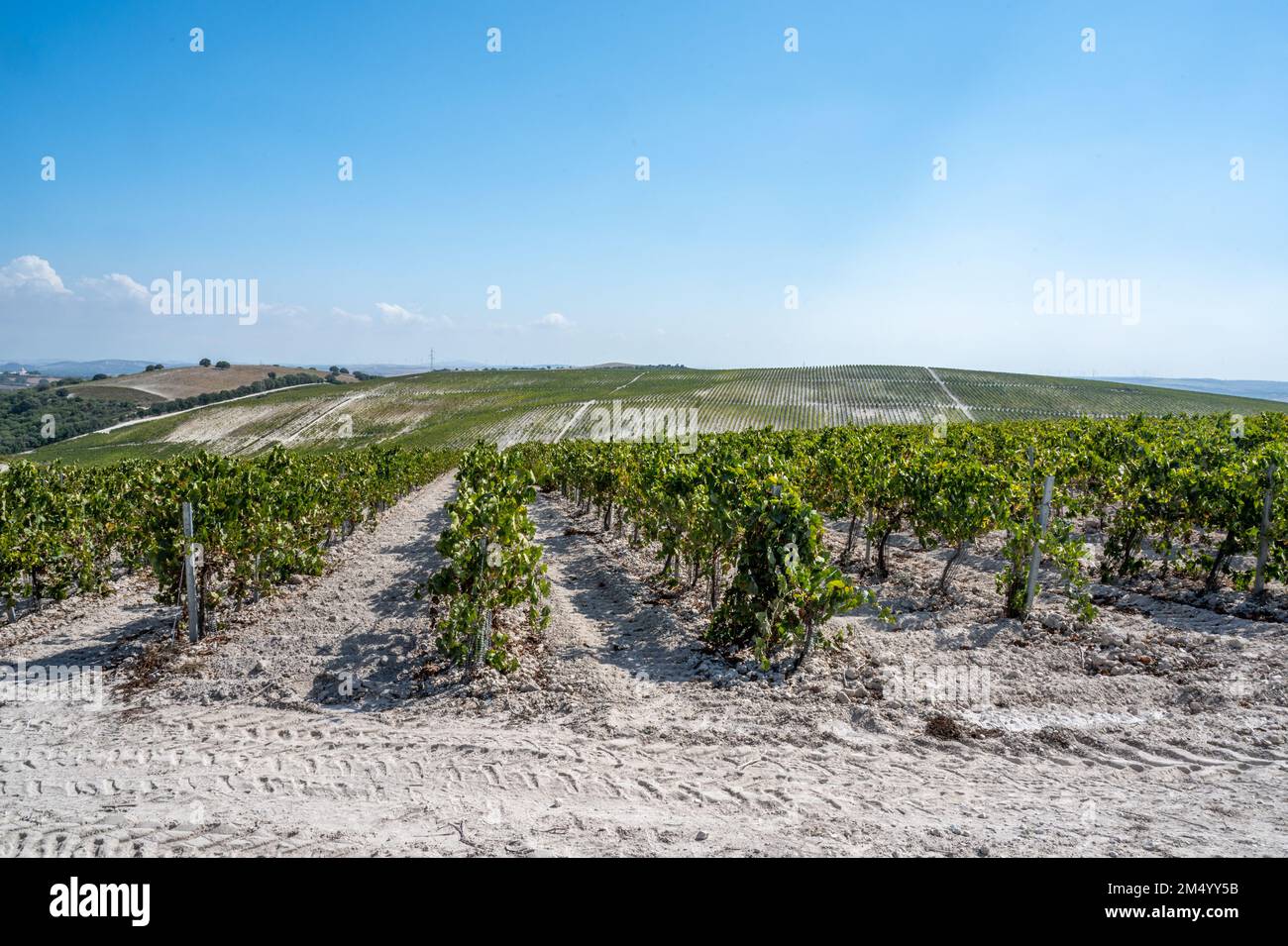 Champs de vignes vallonnés pour le sherry, Jerez de la Frontera, Espagne Banque D'Images
