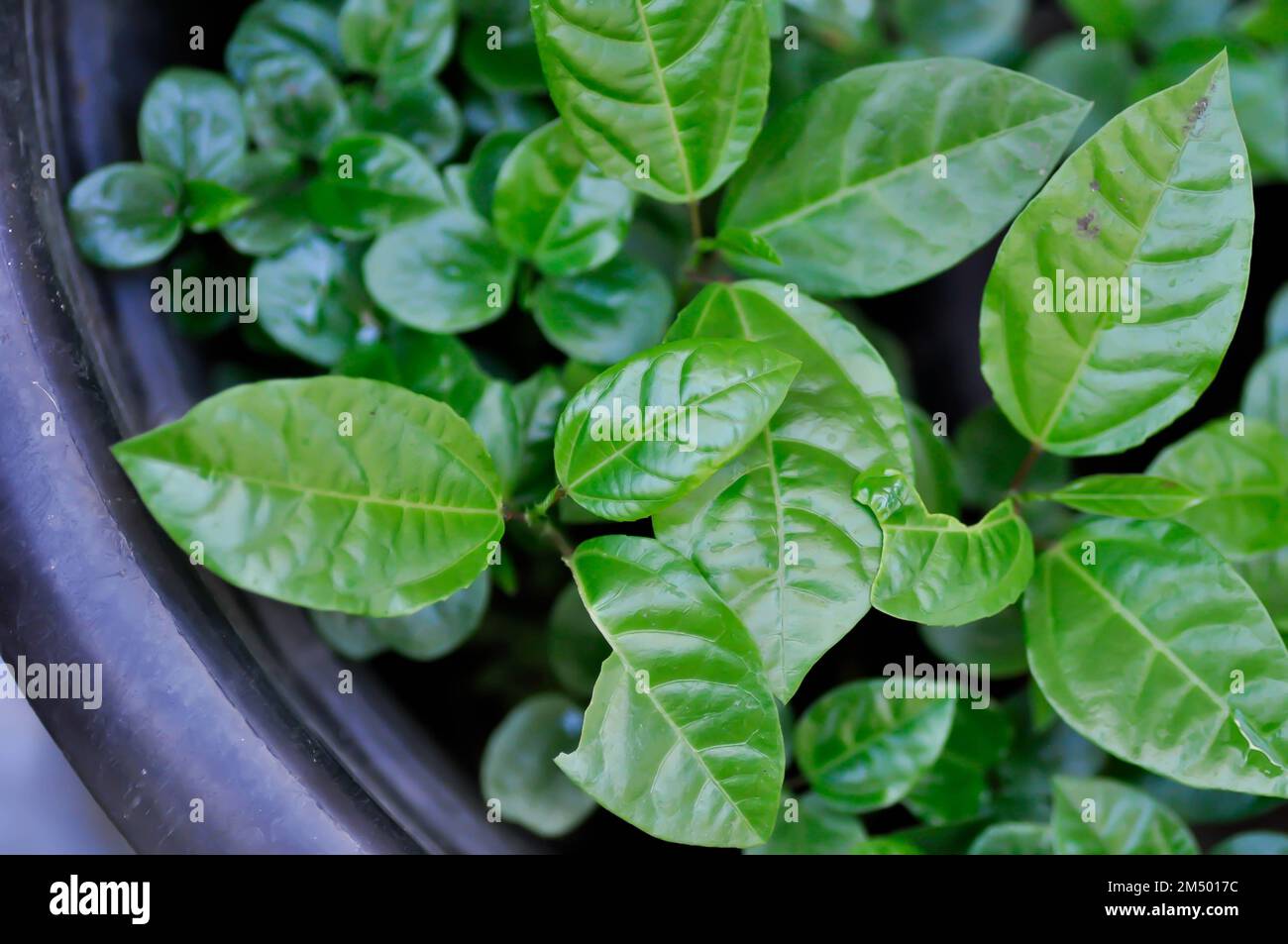 Plante de feuilles ou de fruits de passion, Passiflora edulis ou