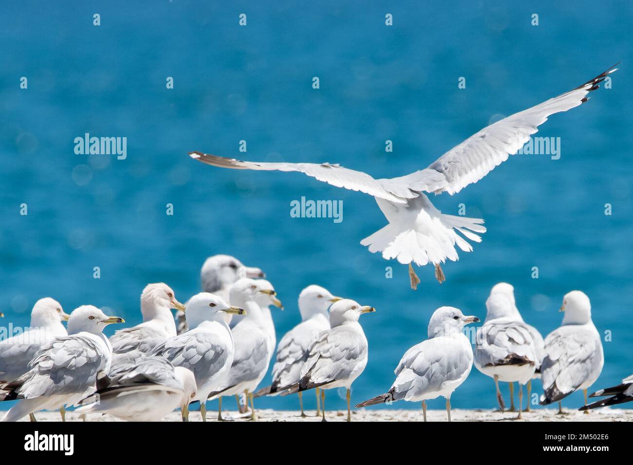 Ensemble mouette Banque D'Images