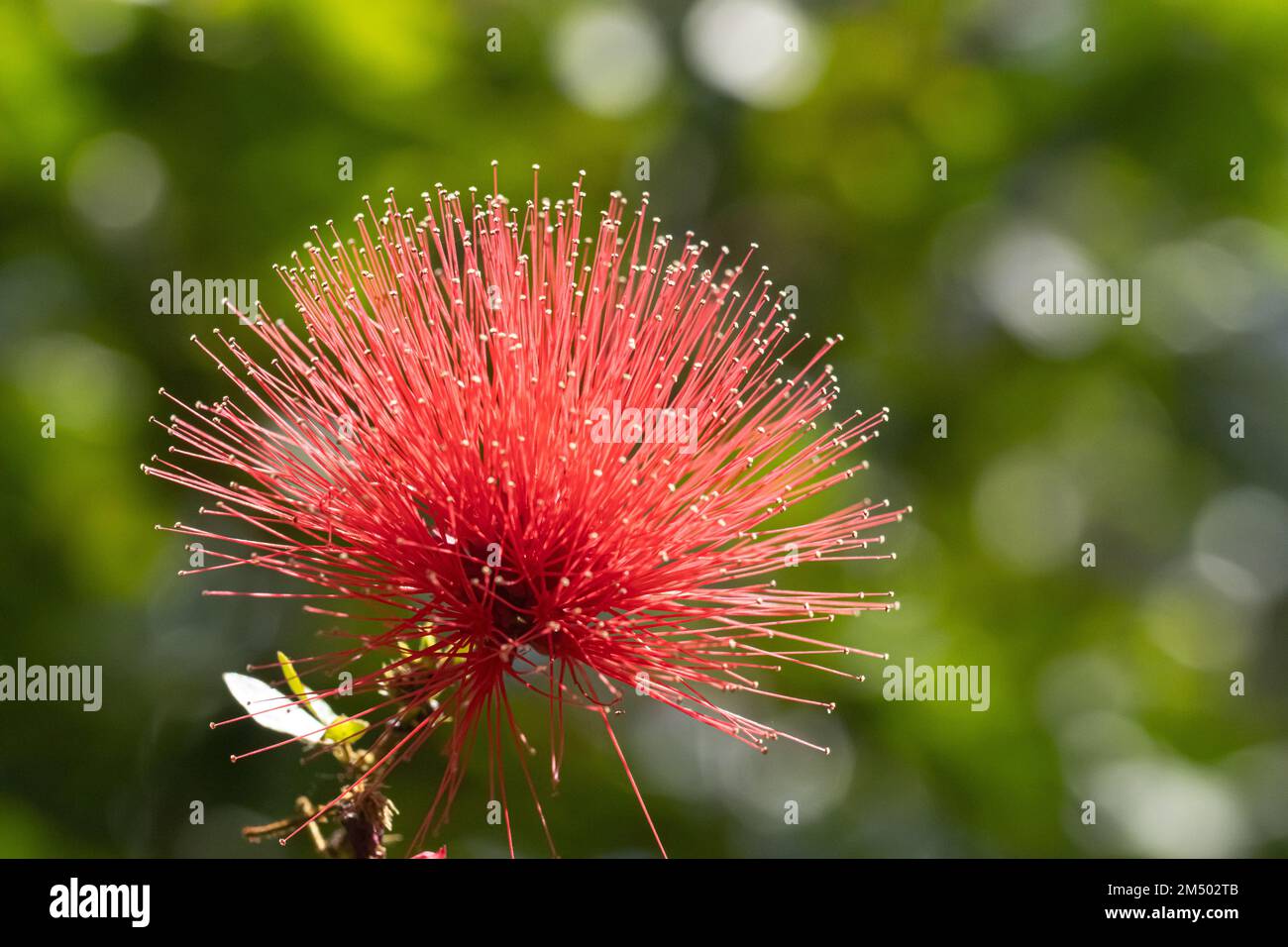 Un foyer peu profond de Dwarf Powderpuff Bush (calliandra haematocephala) Banque D'Images