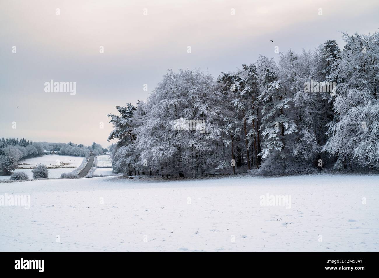 Arbres dans la campagne des cotswold dans la neige. Cotswolds, Glouchestershire, Angleterre Banque D'Images