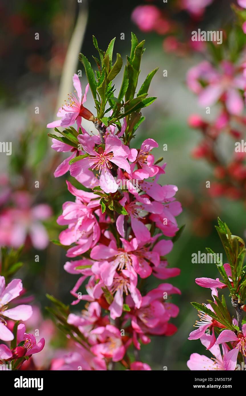 Branche rose en fleurs d'amandes décoratives gros plan, mise au point sélective Banque D'Images