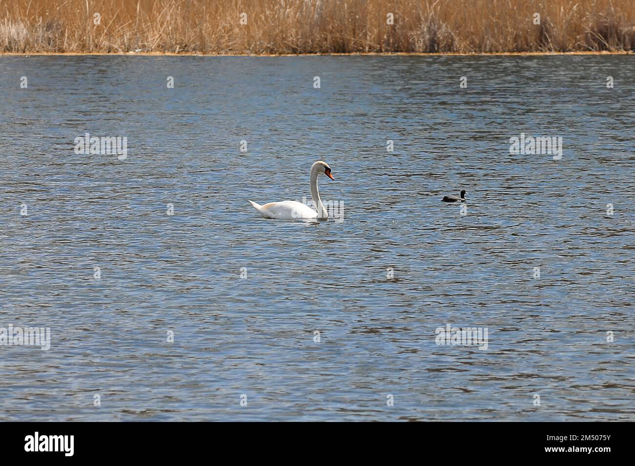 Un cygne blanc nage sur le lac, et à côté d'un canard noir, un coot. Surface de l'eau avec petites vagues et roseaux secs. Banque D'Images