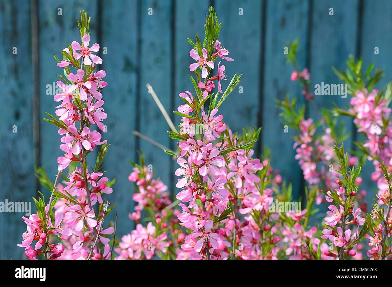 Fleur de brousse d'amandes décoratives sur un fond de clôture verte. Jardin de printemps Banque D'Images