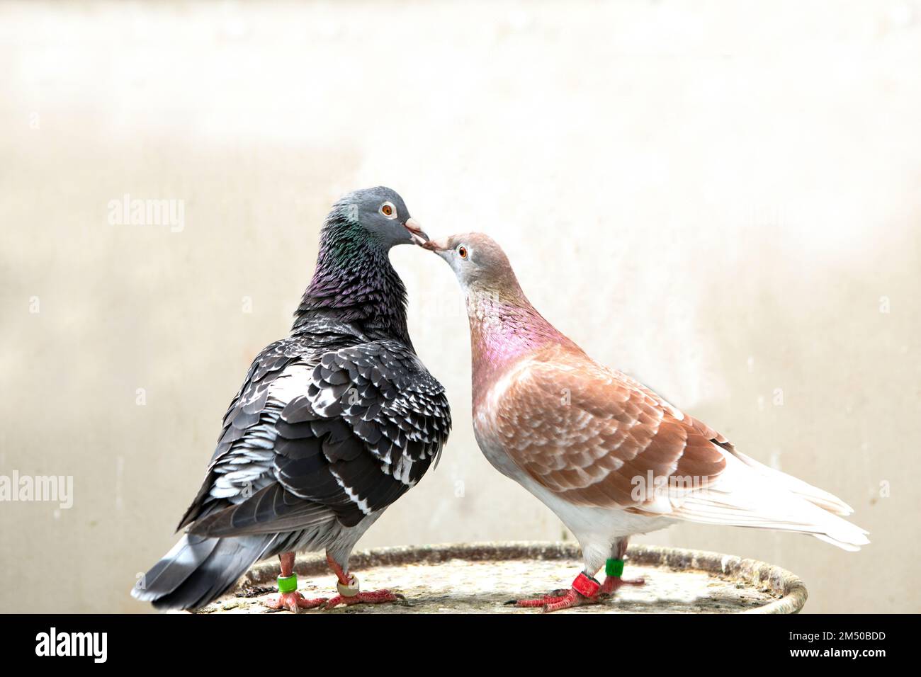 belle couleur de pigeon de maison debout dans la maison loft Banque D'Images