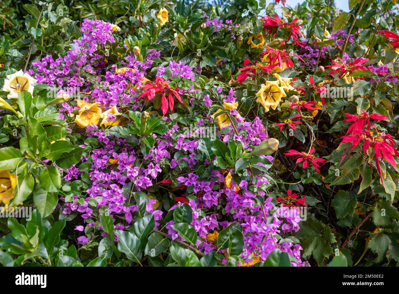 Fond de fleurs tropicales colorées de Chalice Cup de vigne, bougainvillea Banque D'Images