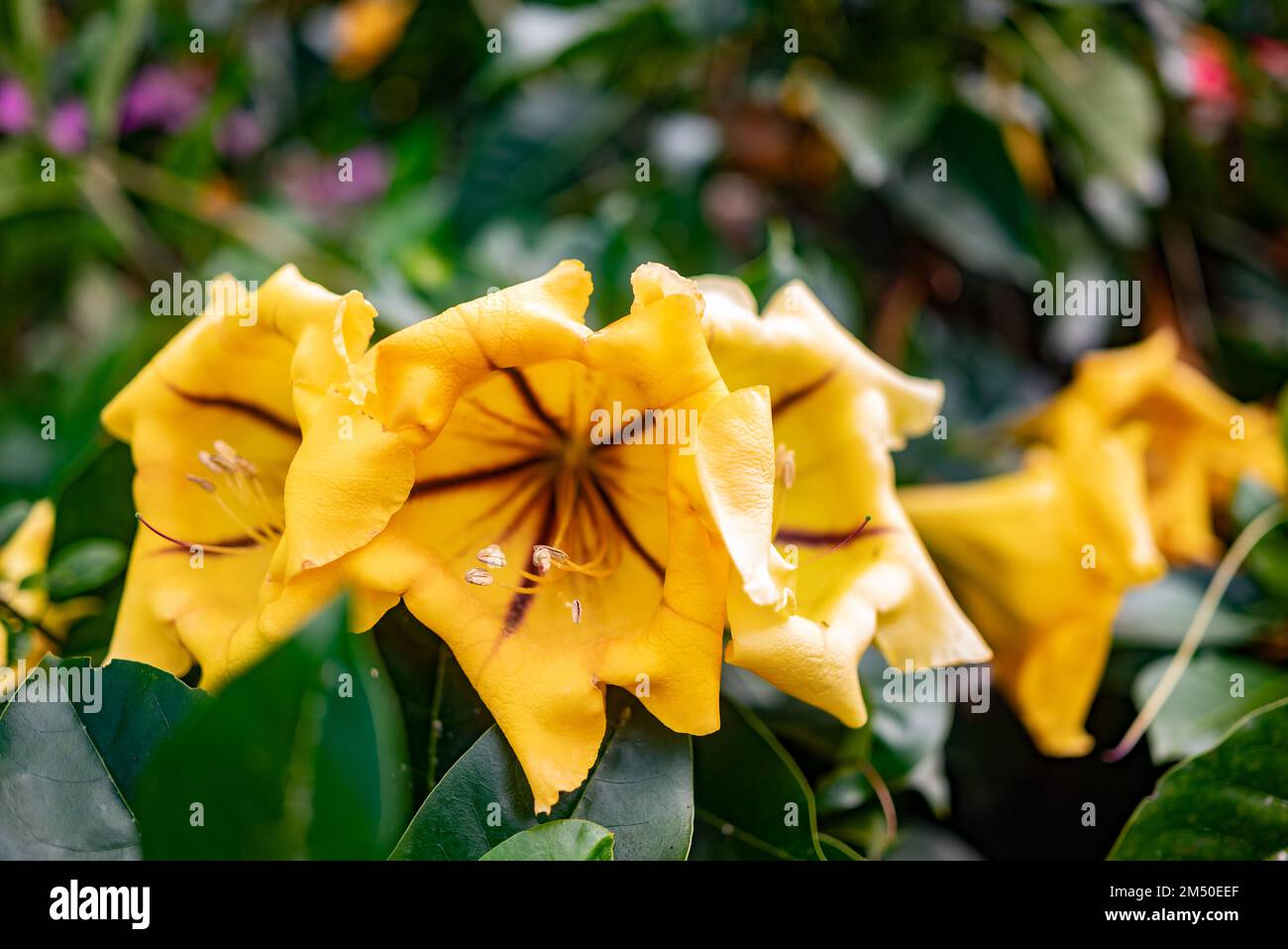 Grandes fleurs jaunes de Chalice Cup vigne ou tasse d'or. Flore tropicale exotique Banque D'Images